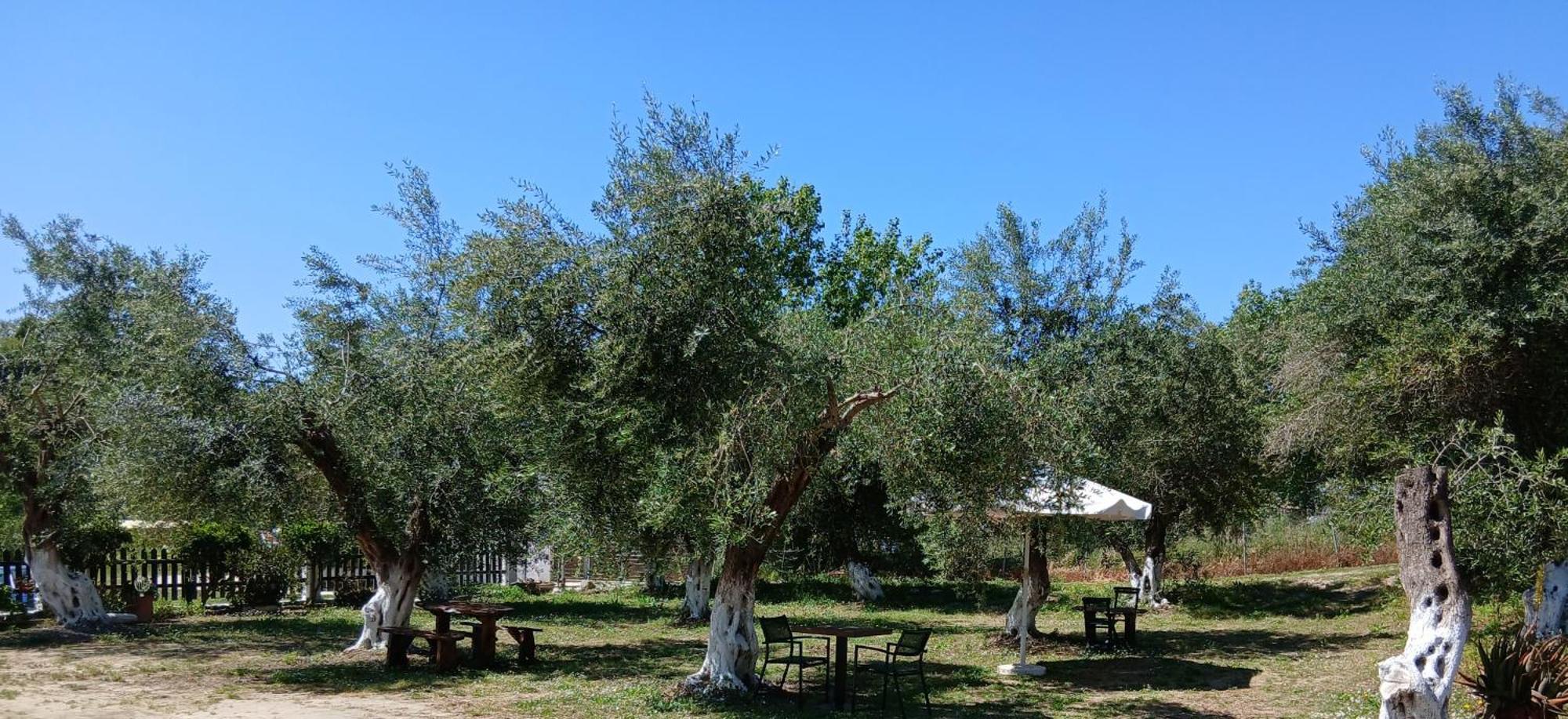 Olive House Marathiás